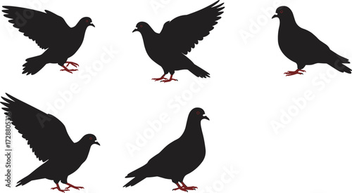 PrintSilhouette pigeons flying, walking, standing, landing, bird flock illustration, black white contrast, red feet detail, urban wildlife, vector design