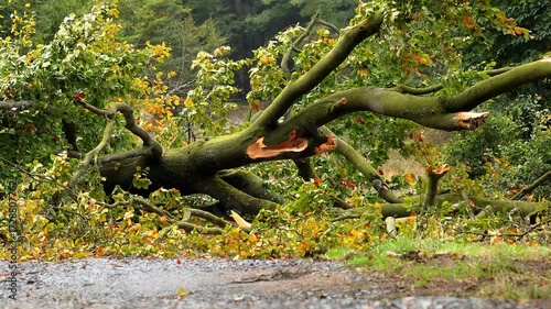 a windbroken tree on a forest path 4k 25fps video
