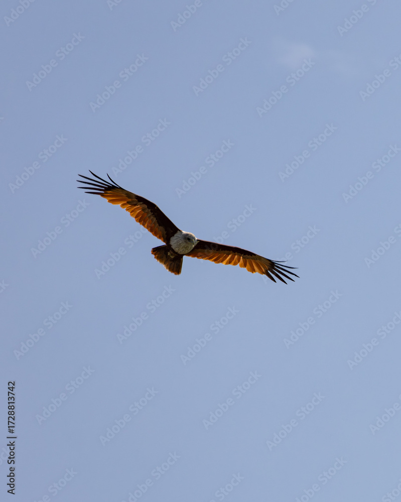 Obraz premium Brahminy Kite Eagle flying across the sky in Malaysia