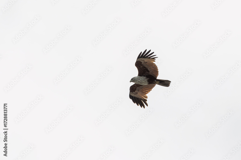Fototapeta premium Brahminy Kite Eagle flying across the sky in Malaysia