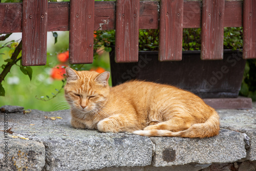 Close-up of a resting kitten on a fence wall with a background of blooming roses