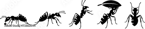 Silhouette collection of six ants in various poses on white background