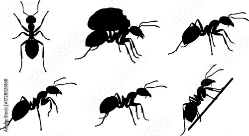 Silhouette collection of six ants in various poses on white background