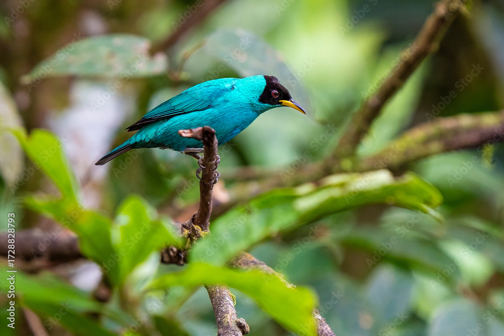 Obraz premium Green honeycreeper (Chlorophanes spiza), Mindo, Ecuador.