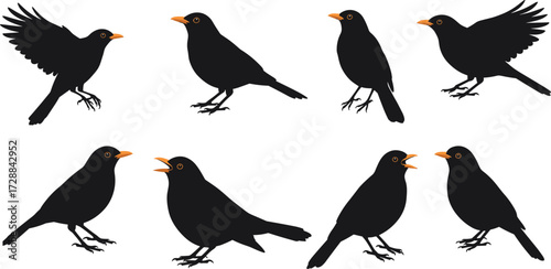 Blackbird illustration set, perched and flying poses, orange beak songbird vector, stylized wildlife artwork, nature design element, animal graphic art