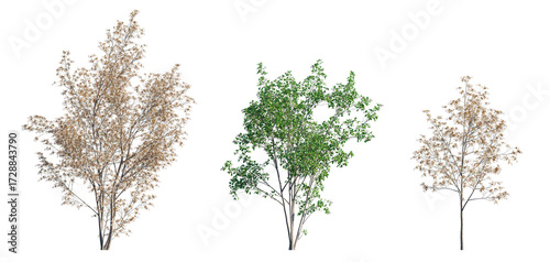Amelanchier lamarckii small tree or shrub (Snowy Mespilus or Juneberry) isolated png on a transparent background premium cutout