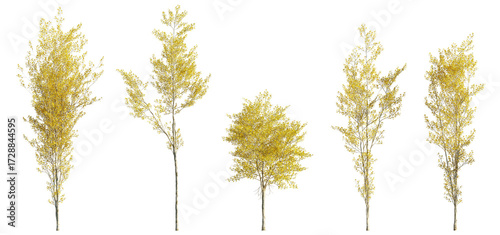 Populus alba tree in Autumn: White Bark and Golden Foliage. Isolated png on transparent background premium nature cutout (White Poplar or Silver Poplar)