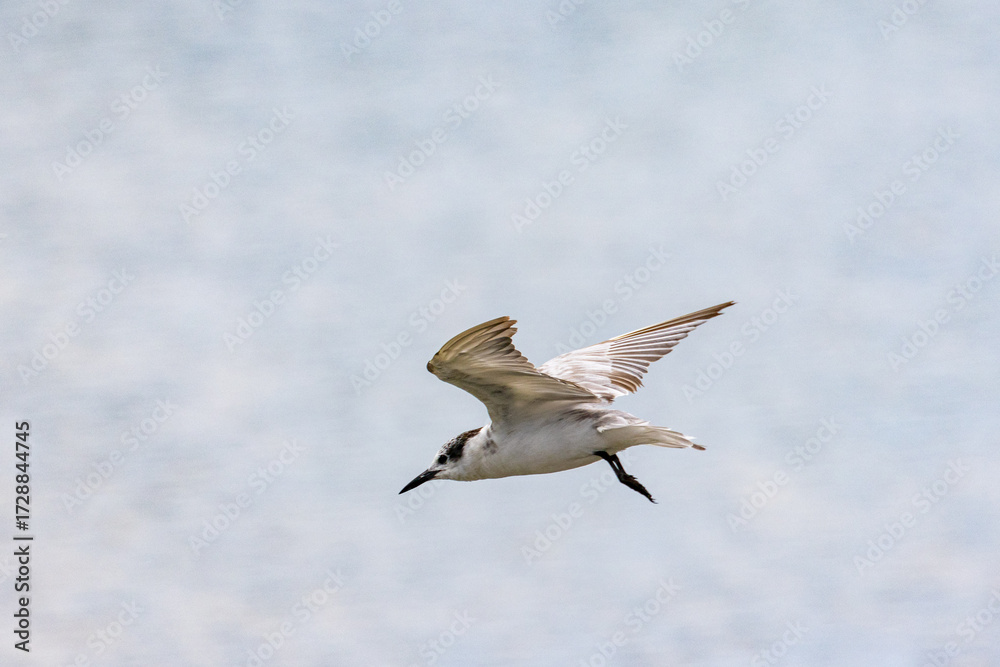 Obraz premium Gull-billed tern migratory birds flying in the wetlands of Malaysia