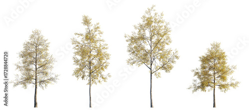 Quercus phellos in Autumn: Willow Oak with Golden-Yellow Fall Foliage. Isolated png tree on a transparent background premium nature cutout