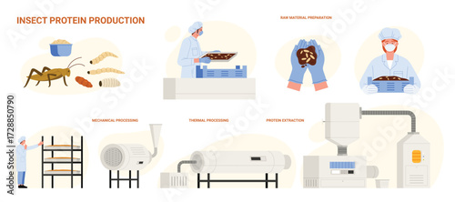 Protein food production from insects, infographic set with process stages. Preparation of raw material by workers, mechanical and thermal processing, protein extraction cartoon vector illustration
