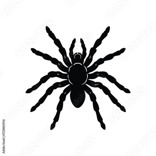 Tarantula spider silhouette on white background vector art illustration