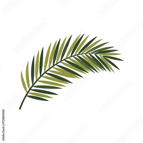 Tropical palm frond leaf botanical illustration nature design element vector