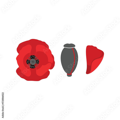 Red poppy flower petal seed pod isolated graphic element vector