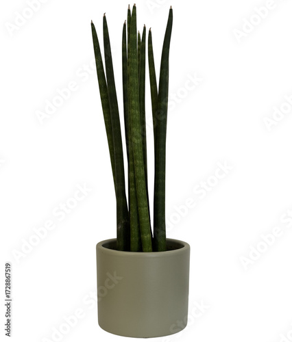 Tall green houseplant in minimalist grey ceramic pot. Great for interior design, decoration, home styling, and eco-friendly concepts.