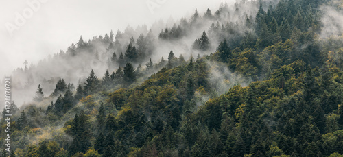 Clouds and mist swirling through pine trees covering a mountainside, scenic panoramic nature photo
