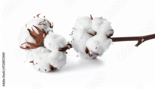 cotton buds on white background