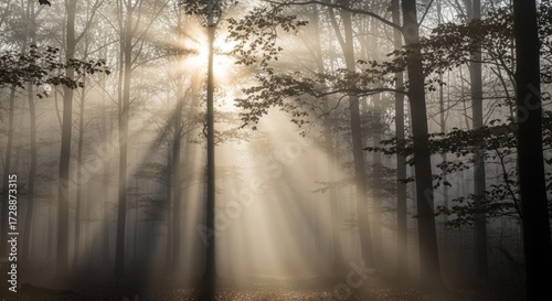 Sunbeams pierce through a misty forest, illuminating the trees with a soft, ethereal glow.