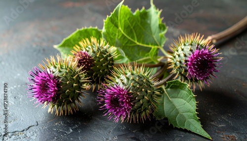 purple thistle flower