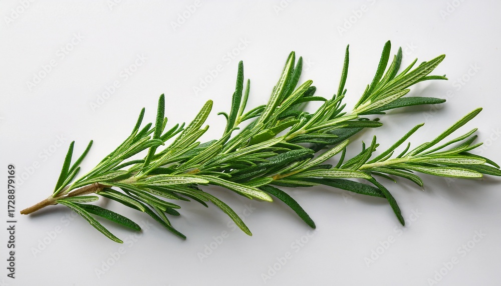 Fototapeta premium fresh rosemary sprig on a white background