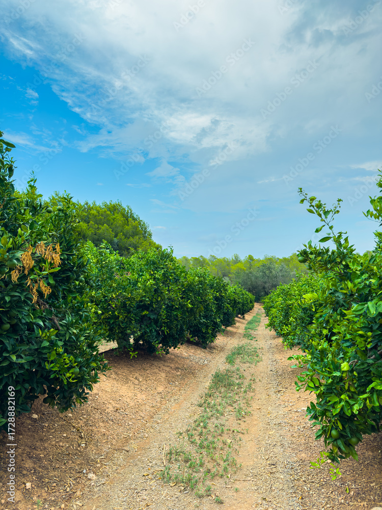 Naklejka premium Lush orange grove under a bright sky with gentle clouds in early morning light