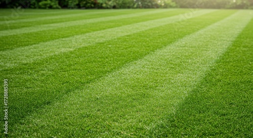 Grass cutting lines on freshly mowed green lawn in daylight  