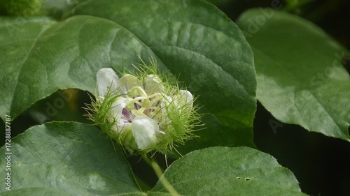 scarlet passion fruit flower or passiflora foetida tropical herb growing in backyard garden