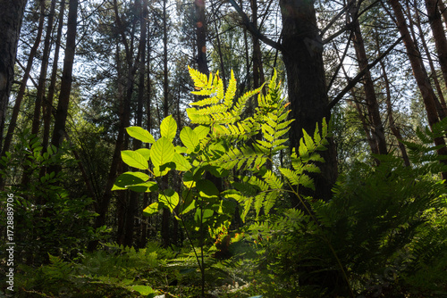 Sunlit green fern fronds and forest plants glowing in natural light among dark tree trunks in dense woodland. Concept of forest understory, botanical photography and wild vegetation in natural habitat