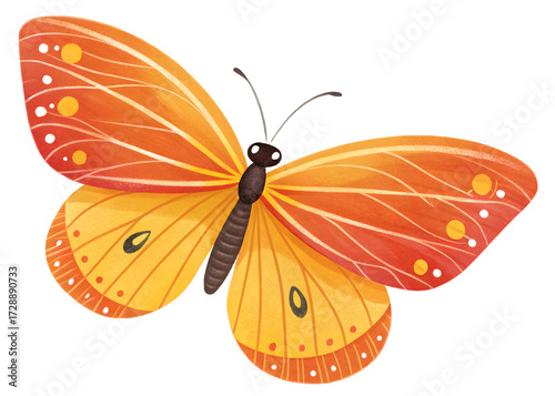 Butterfly on a white background