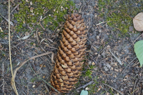 Spruce Cone on the Ground