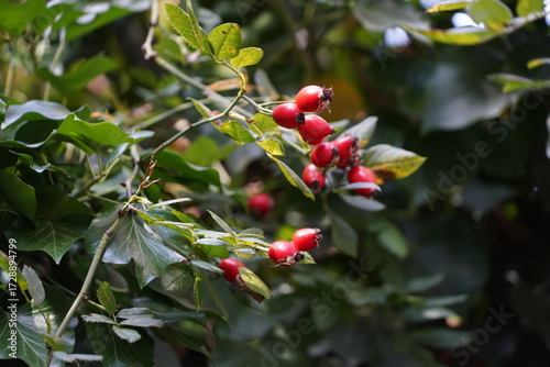 Branch with Multiple Wild Rose Fruits