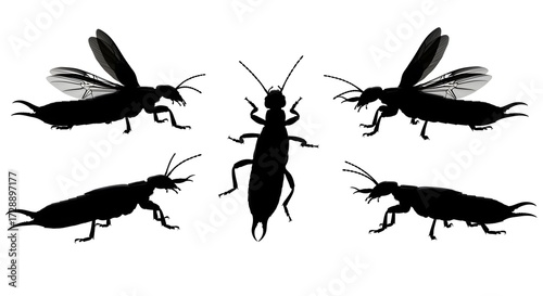 Earwig silhouettes isolated on white background in various poses and angles