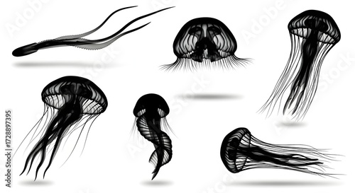 Jellyfish silhouettes isolated on white background, showcasing different perspectives