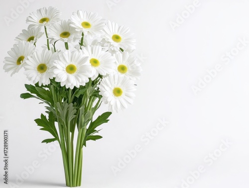 Bouquet of white daisies