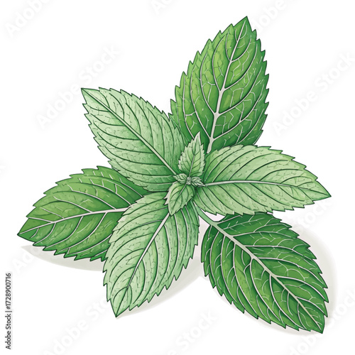 Stylized peppermint plant illustration with serrated leaves and radial arrangement isolated on white background