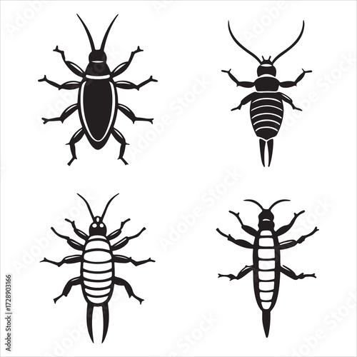 A Creepy Nocturnal Earwig Insect, a Pincered Dermaptera Garden Pest with Distinctive Forceps, a Common Creature of Folklore and Urban Legend