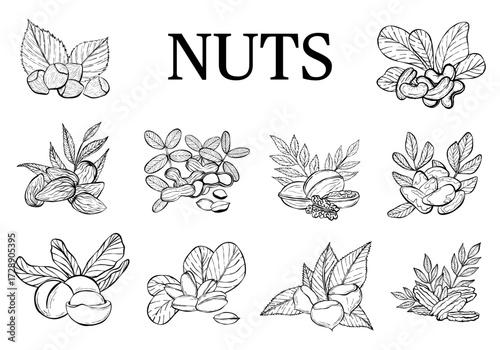 Hand drawn line art nuts and leaves set.  Nuts vector illustrations isolated on white background.