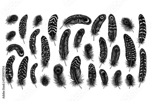 Set of Feather Collection: Intricately Illustrated Black Feathers, Unique Form, Natural Elegance, Artistic Detail, Bird, Freedom, Spiritual, Vector.