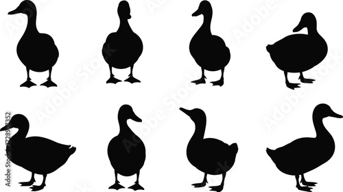 Set of duck silhouettes in different poses, farm bird vector illustration, black duck shapes collection for wildlife and nature design