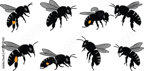 Bee insect silhouette collection with wings and body details, flying honeybee vector illustration for nature, wildlife, pollination, entomology, agriculture and environment design