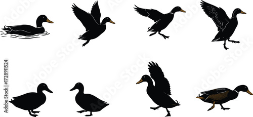 Duck bird silhouettes collection, flying and swimming ducks vector design, wild waterfowl illustration, black duck artwork, nature animal graphic element for design