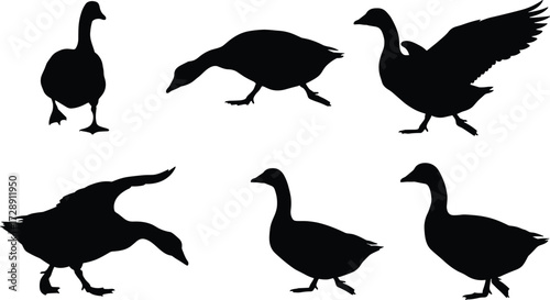 Goose and duck silhouettes, farm bird illustrations, flying and walking waterfowl artwork for agriculture, countryside, wildlife, rural, farming, nature, migration, and animal themes