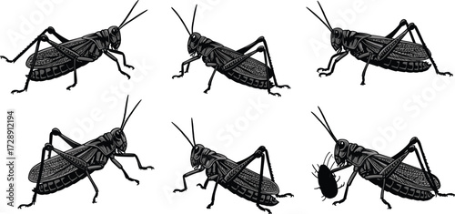 Grasshopper illustrations isolated on white background, detailed insect drawing, realistic locust vector, jumping bug concept, nature entomology artwork, pest control insect collection