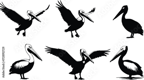 Pelican bird illustration collection, seabird vector artwork, marine wildlife drawing, coastal animal design, flying ocean bird silhouettes, aquatic nature artwork