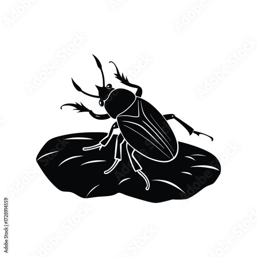 Darkling beetle crawling over small rocks shiny exoskeleton