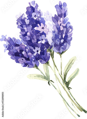 blue hyacinth isolated on white