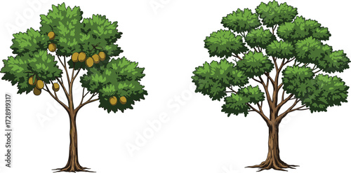 Fruit tree with ripe mangoes, green leafy tree, natural garden plant, tropical agriculture, summer season foliage, cad drawing flat vector illustration