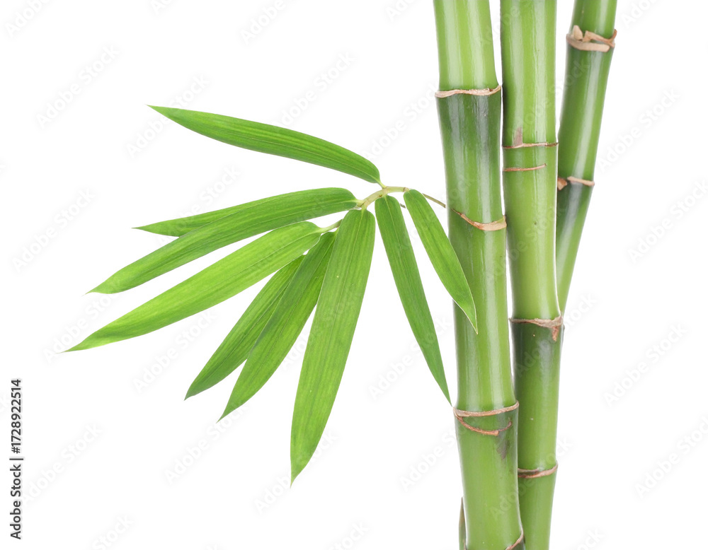 Obraz premium Bamboo, stalk, plant, nature, isolated, single, green, fresh, organic, natural, vertical, growth, tropical, sustainable, woody, texture, healthy, botanical, minimal, decorative, simple, white, backgro