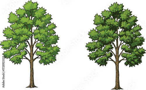 Tall green trees illustration, natural foliage drawing, eco friendly landscape element, outdoor forest plant design, detailed nature artwork, cad drawing flat vector illustration