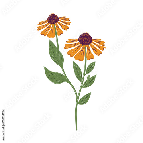 Vector orange echinacea flower with dark brown center. Isolated medicinal plant coneflower for packaging design, herbal illustrations, and natural graphics.