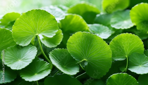 close up of fresh green leaves of centella asiatica cica plant with intricate network of veins and tiny hairs on the surface centella asiatica medicinal plant